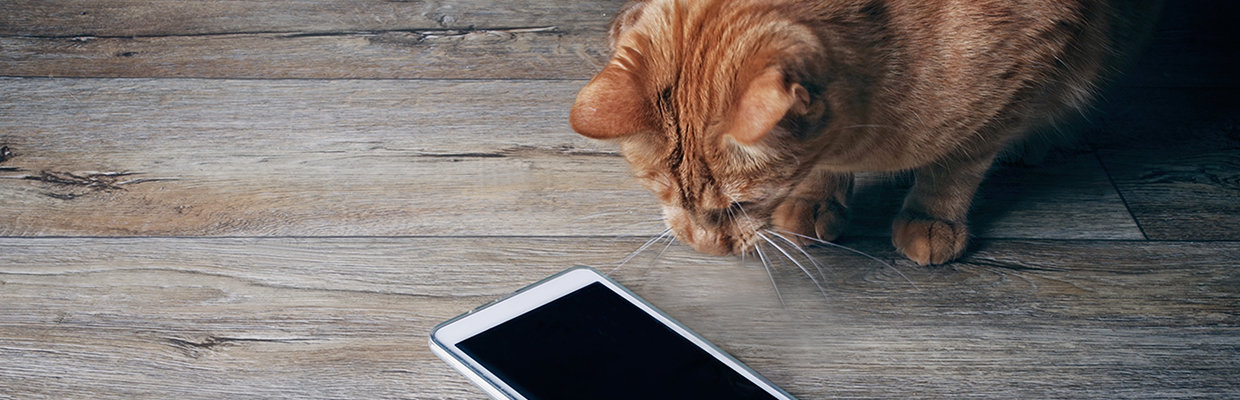 一只猫在看手机；图片使用于汇丰新加坡关于投资的6大迷思页面。